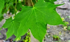 Çınar Ağacı Yaprağının Faydaları Nelerdir?