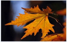 Çınar Yaprağı Tansiyon Kullanımı ve Faydaları Nelerdir?