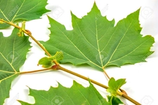 Çınar Ağacı Yaprağı Zararları Nelerdir?