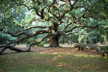 Çınar Çeşitleri Nelerdir?