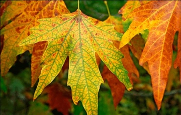 Çınar Yaprağı Otu Kullanımı ve Faydaları Nelerdir?