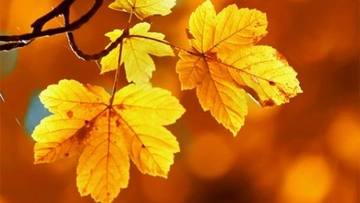 Çınar Yaprağı Romatizma Kullanımı ve Faydaları Nelerdir?